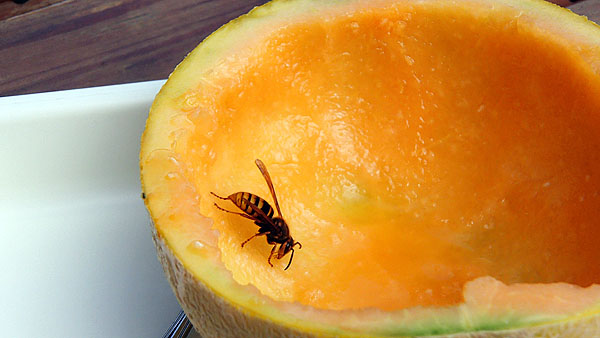 ハチも美味しいメロンが目当て